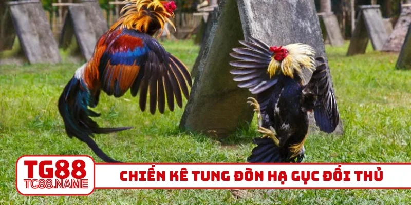 Chiến kê tung đòn hạ gục đối thủ