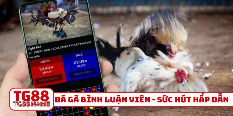 Đá gà bình luận viên