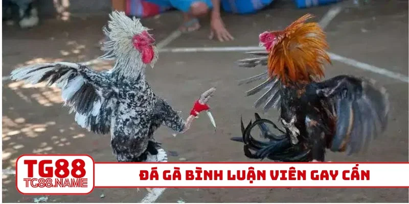 Đá gà bình luận viên gay cấn