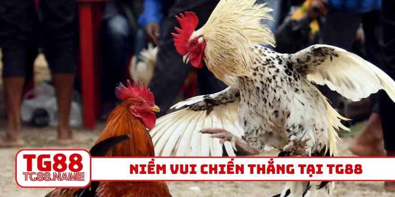 Niềm vui chiến thắng tại TG88