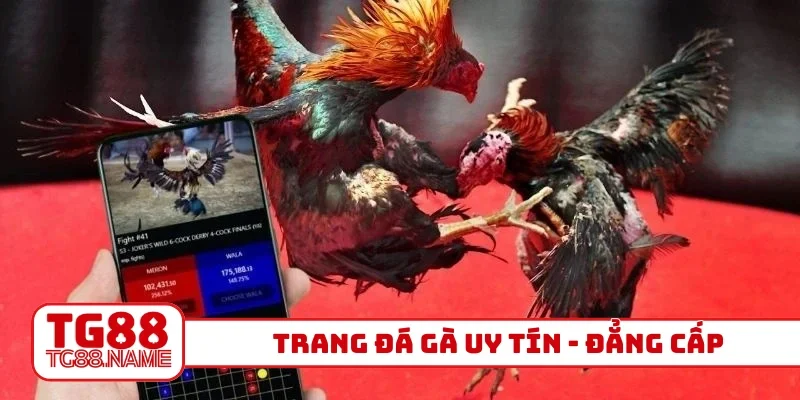 Trang đá gà uy tín