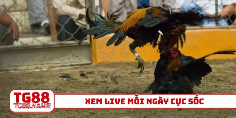 Xem live mỗi ngày cực sốc